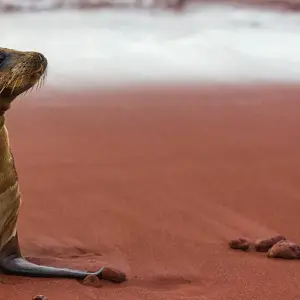 Explore Galapagos Adventure: Northern Islands (Grand Daphne) for 7 days with Intrepid Travel and discover unforgettable experiences - Photo 7