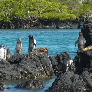 Explore Galapagos Adventure: Northern Islands (Grand Daphne) for 7 days with Intrepid Travel and discover unforgettable experiences - Photo 9