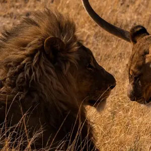 Explore Vic Falls to Kruger (6 destinations) for 9 days with Intrepid Travel and discover unforgettable experiences - Photo 11