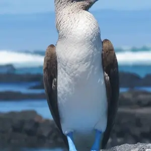 Explore Galapagos Adventure: Northern Islands (Grand Daphne) for 7 days with Intrepid Travel and discover unforgettable experiences - Photo 11