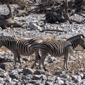 Explore Essential Botswana for 9 days with Intrepid Travel and discover unforgettable experiences - Photo 11