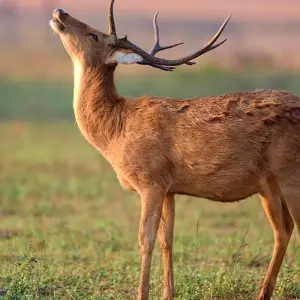 Explore India Safari for 12 days with Intrepid Travel and discover unforgettable experiences - Photo 3