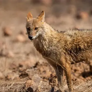 Explore India Safari for 12 days with Intrepid Travel and discover unforgettable experiences - Photo 4