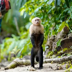 Explore One Week In Costa Rica (7 destinations) for 8 days with Intrepid Travel and discover unforgettable experiences - Photo 3