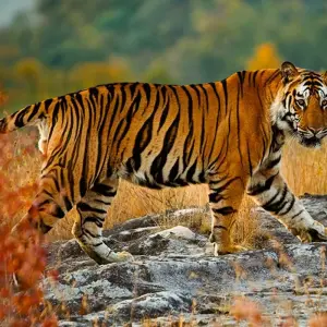 Explore India Safari for 12 days with Intrepid Travel and discover unforgettable experiences - Photo 6