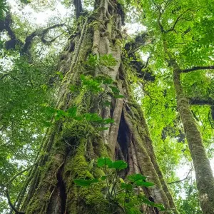 Explore One Week In Costa Rica (7 destinations) for 8 days with Intrepid Travel and discover unforgettable experiences - Photo 6