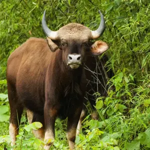 Explore India Safari for 12 days with Intrepid Travel and discover unforgettable experiences - Photo 7