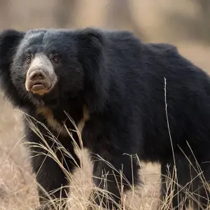 Explore India Safari for 12 days with Intrepid Travel and discover unforgettable experiences - Photo 8