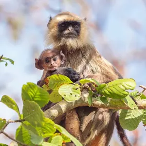 Explore India Safari for 12 days with Intrepid Travel and discover unforgettable experiences - Photo 10