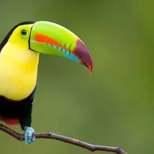 Explore One Week In Costa Rica (7 destinations) for 8 days with Intrepid Travel and discover unforgettable experiences - Photo 11