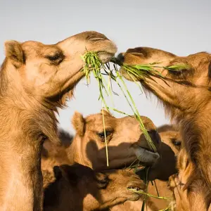 Explore Northern India Family Holiday Comfort (10 destinations) for 14 days with Intrepid Travel and discover unforgettable experiences - Photo 7