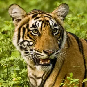 Explore Northern India Family Holiday Comfort (10 destinations) for 14 days with Intrepid Travel and discover unforgettable experiences - Photo 10