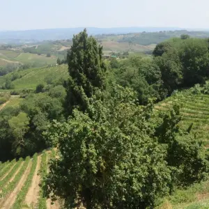Explore Two Hearts in Tuscany: an Escape for 2 for 4 days with Italy on a Budget Tours and discover unforgettable experiences - Photo 7