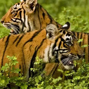 Explore Southern India (9 destinations) for 15 days with Intrepid Travel and discover unforgettable experiences - Photo 4