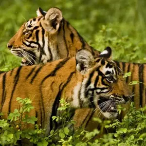 Explore India South & North (from Kochi (Cochin) to New Delhi) for 29 days with Intrepid Travel and discover unforgettable experiences - Photo 8