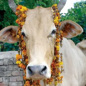 Explore Southern India (9 destinations) for 15 days with Intrepid Travel and discover unforgettable experiences - Photo 8