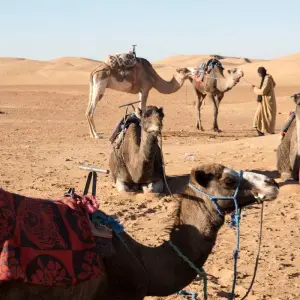 Explore Morocco - A Little Bit of Everything for 12 days with Morocco - As You Wish and discover unforgettable experiences - Photo 7