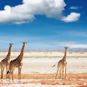 Explore Discover Namibia Self Drive - 9 days for 9 days with On The Go Tours and discover unforgettable experiences - Photo 4