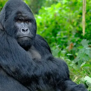 Explore Gorillas, Chimps & Nile River - 9 days for 9 days with On The Go Tours and discover unforgettable experiences - Photo 3