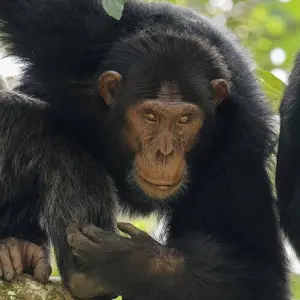 Explore Gorillas, Chimps & Nile River - 9 days for 9 days with On The Go Tours and discover unforgettable experiences - Photo 4
