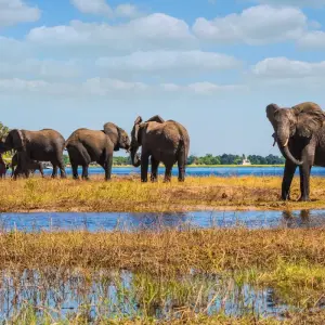 Explore Victoria Falls & Chobe - 4 days for 4 days with On The Go Tours and discover unforgettable experiences - Photo 7