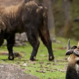 Explore Wonders of Bhutan - 7 Days for 7 days with On The Go Tours and discover unforgettable experiences - Photo 7