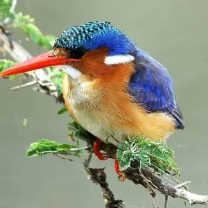 Explore Mt Kilimanjaro Climb - 8 days for 8 days with On The Go Tours and discover unforgettable experiences - Photo 9