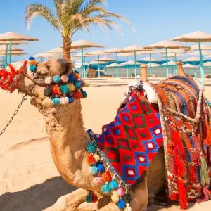 Explore Temples, Tombs, Treasury - 14 days for 14 days with On The Go Tours and discover unforgettable experiences - Photo 8