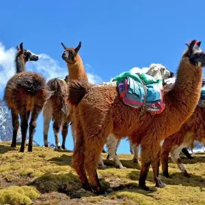 Explore Lares Trek to Machu Picchu 4D/3N for 4 days with PVTravels and discover unforgettable experiences - Photo 5
