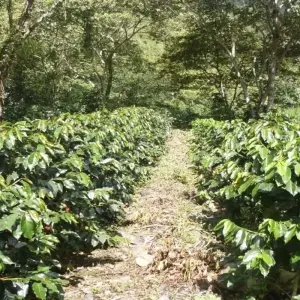 Explore 4 days Inca Jungle trek to Machu Picchu for 4 days with PVTravels and discover unforgettable experiences - Photo 8