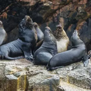 Explore 8 days - Central and North Peru:. Lima - Paracas - Mancora for 8 days with PVTravels and discover unforgettable experiences - Photo 8