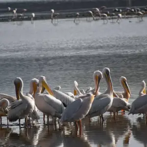 Explore 5 Days Kenya Migration Safari Maasai Mara, Nakuru and Hell’s Gate for 5 days with Pam Tours and Travel  and discover unforgettable experiences - Photo 2