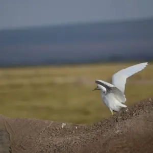 Explore 3 Days Zuru Masai Mara Standard Safari for 3 days with Pam Tours and Travel  and discover unforgettable experiences - Photo 3