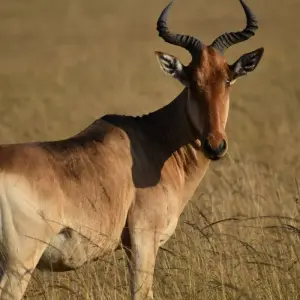 Explore 5 Days Kenya Migration Safari Maasai Mara, Nakuru and Hell’s Gate for 5 days with Pam Tours and Travel  and discover unforgettable experiences - Photo 3