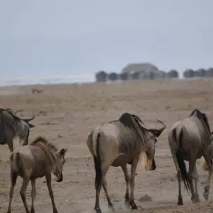 Explore 11 Days Kenya and Tanzania Mixed Budget & Luxury Camps Safari for 11 days with Pam Tours and Travel  and discover unforgettable experiences - Photo 5