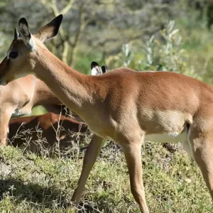 Explore 5 Days Kenya Migration Safari Maasai Mara, Nakuru and Hell’s Gate for 5 days with Pam Tours and Travel  and discover unforgettable experiences - Photo 4