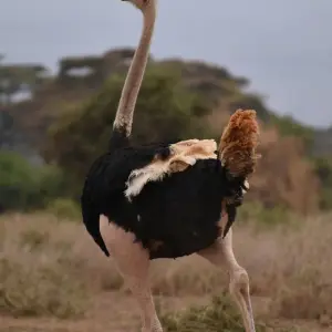 Explore 5 Days Kenya Migration Safari Maasai Mara, Nakuru and Hell’s Gate for 5 days with Pam Tours and Travel  and discover unforgettable experiences - Photo 5