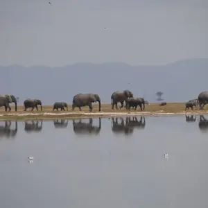 Explore 3 Days Zuru Masai Mara Standard Safari for 3 days with Pam Tours and Travel  and discover unforgettable experiences - Photo 6