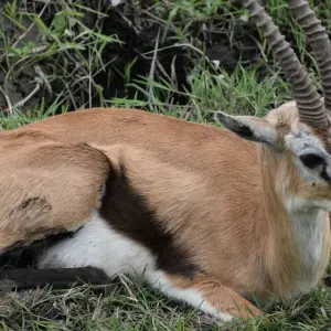 Explore 12 Days Kenya & Tanzania Budget Group Camping Jeep Safari for 12 days with Pam Tours and Travel  and discover unforgettable experiences - Photo 2