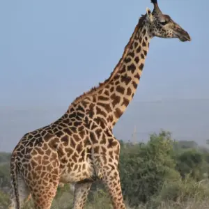 Explore 6 Days Kenya and Tanzania Exclusive  Migration Safari for 6 days with Pam Tours and Travel  and discover unforgettable experiences - Photo 3