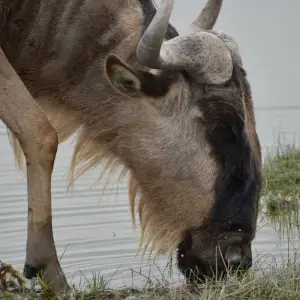 Explore 5 Days Kenya Migration Safari Maasai Mara, Nakuru and Hell’s Gate for 5 days with Pam Tours and Travel  and discover unforgettable experiences - Photo 6