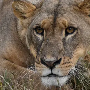 Explore 5 Days Kenya Migration Safari Maasai Mara, Nakuru and Hell’s Gate for 5 days with Pam Tours and Travel  and discover unforgettable experiences - Photo 7