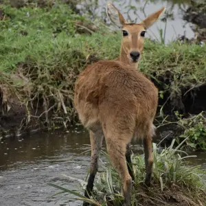 Explore 12 Days Kenya & Tanzania Budget Group Camping Jeep Safari for 12 days with Pam Tours and Travel  and discover unforgettable experiences - Photo 4