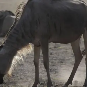 Explore 6 Days Kenya and Tanzania Exclusive  Migration Safari for 6 days with Pam Tours and Travel  and discover unforgettable experiences - Photo 5