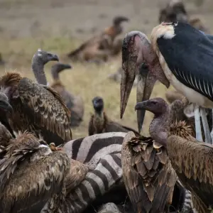 Explore 6 Days Kenya Big "5" Safari Jeep  Masai Mara,Lake Nakuru and Amboseli for 6 days with Pam Tours and Travel  and discover unforgettable experiences - Photo 6