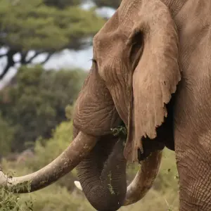 Explore 11 Days Kenya and Tanzania Mixed Budget & Luxury Camps Safari for 11 days with Pam Tours and Travel  and discover unforgettable experiences - Photo 11