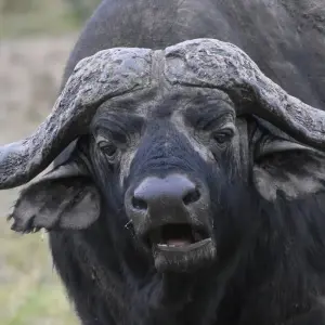 Explore 5 Days Kenya Migration Safari Maasai Mara, Nakuru and Hell’s Gate for 5 days with Pam Tours and Travel  and discover unforgettable experiences - Photo 9