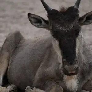 Explore 6 Days Kenya Big "5" Safari Jeep  Masai Mara,Lake Nakuru and Amboseli for 6 days with Pam Tours and Travel  and discover unforgettable experiences - Photo 7