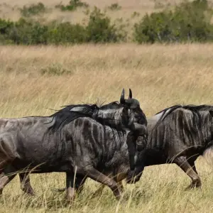 Explore 12 Days Kenya & Tanzania Budget Group Camping Jeep Safari for 12 days with Pam Tours and Travel  and discover unforgettable experiences - Photo 9