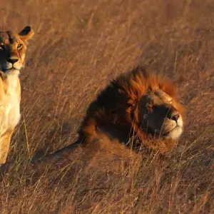 Explore 7 Days Kenya  Budget Camps  Safari for 7 days with Pam Tours and Travel  and discover unforgettable experiences - Photo 11